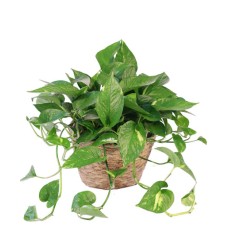 HANGING GOLDEN POTHOS HOUSE PLANT (Standard)