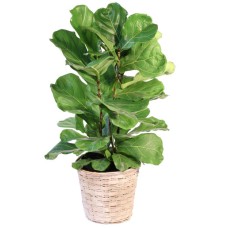 FIDDLE LEAF FIG HOUSE PLANT (Standard)