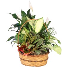 PLENTIFUL PLANT BASKET (Standard)