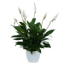Peace Lily Plant in Ceramic Container (Standard)
