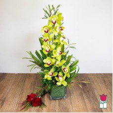 Beretania's Cymbidium Orchid Arrangement (Standard)