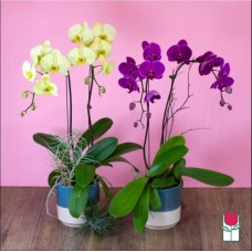 2 Stem - Phalaenopsis Orchid Plant (Standard)