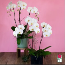 2 Stem - Premium Phalaenopsis White Orchid Plant (Standard)