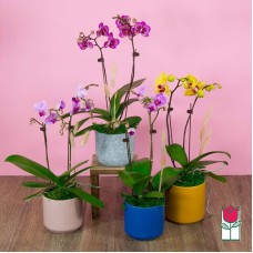2 Stem - Mini Phalaenopsis Orchid Plant (Standard)