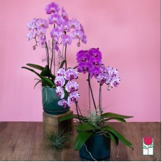 3 Stem - Phalaenopsis Orchid Plant (Standard)