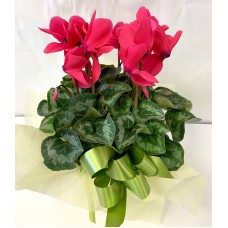Cyclamen