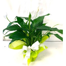 Peace Lily