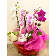 New Season Orchids