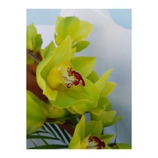 The Orchid