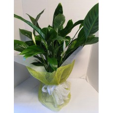 Peace Lily