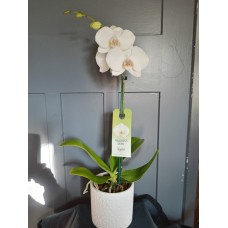 Phalaenopsis Orchid in White ceramic
