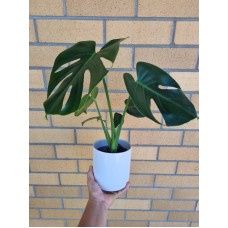 Monstera Plant