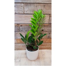 Zamiocula plant in ceramic pot