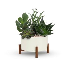 Mid-Century Garden