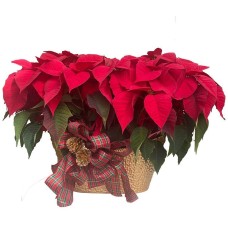 Deluxe Poinsettia Planter