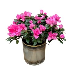 Urban Azalea