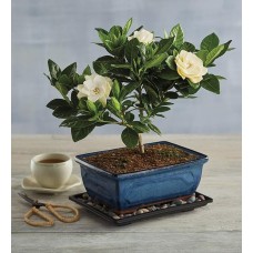 Gardenia Bonsai Tree Gift