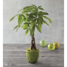 Money Tree