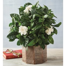4" Gardenia