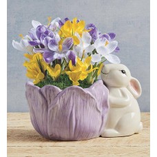 Crocus Bulb Garden in Bunny Planter