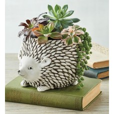 Succulents in Hedgehog Planter