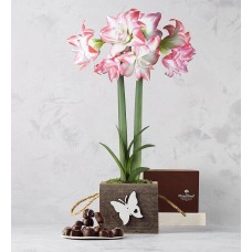 Aphrodite Amaryllis Plant with Heritage Chocolate Assortment