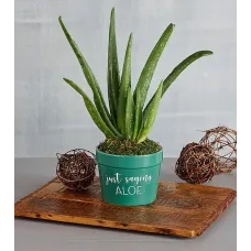 "Just Saying Aloe" Plant Gift