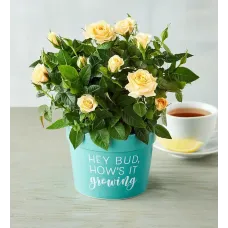 "Hey Bud, How's It Growing" Plant Gift