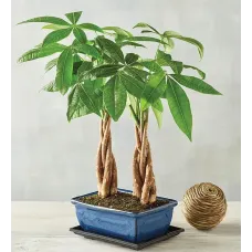 Double Money Tree