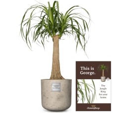 This is George (Beaucarnea recurvata)