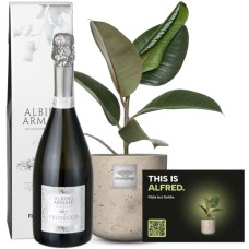 This is Alfred (Ficus elastica 'Robusta') with Prosecco Albino Armani DOC (75 cl)