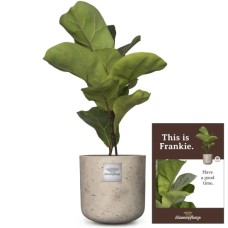 This is Frankie (Ficus lyrata bambino)