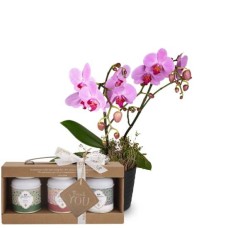 Pink Dream (orchid) with Gottlieber tea gift set and hanging gift tag Â«Thank YouÂ»