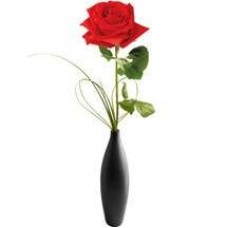 Single Red Rose