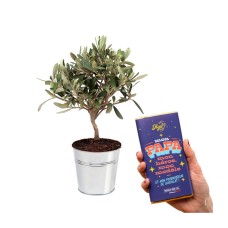 Olive tree and chocolate