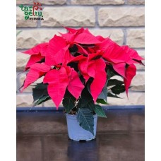 Poinsettia
