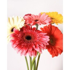 Gerbera