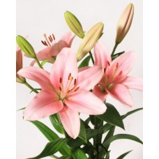 Lilies