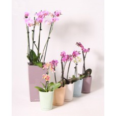 Mini Orchid & Planter