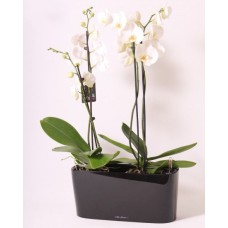 Orchid and Window Box