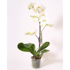 Orchid