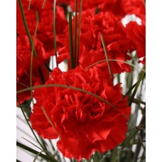 Red Carnations