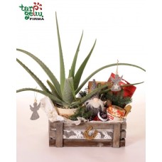 Aloe vera and honey