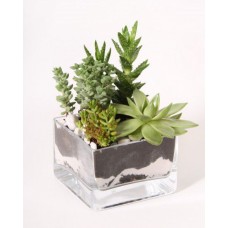 Composition of succulents (Medium)