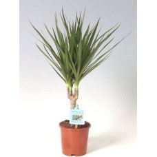 Dracaena Plant