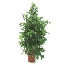 Ficus Plant