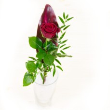 Red rose