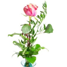 Elegant and sensual - rose
