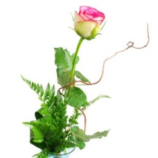 Delicate and beautiful - a rose