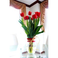 Lovely Tulips